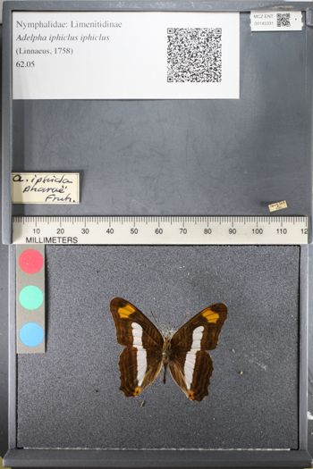Media type: image;   Entomology 145331